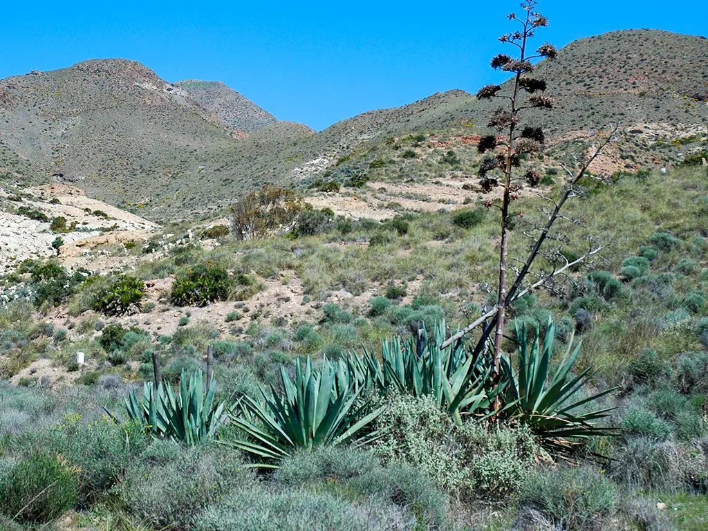 Subsistence Agriculture in the Campo de Dalias - Barren landscape in Almeria